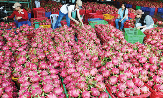 Châu Thành: Kiểm tra các cơ sở thu mua thanh long