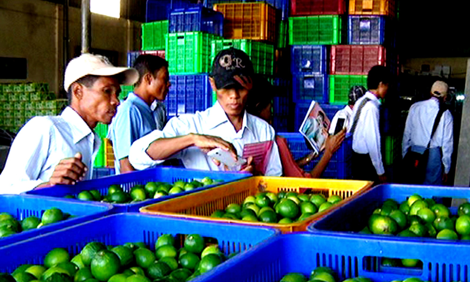 Đoàn nông dân Myanmar tham quan mô hình chanh không hạt tại Bến Lức