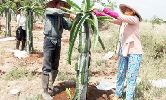 Châu Thành: Thực hiện mô hình sản xuất thanh long bền vững tại xã Hòa Phú