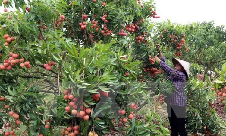 Khai mạc Tuần lễ vải thiều Lục Ngạn-Bắc Giang tại Hà Nội 2016