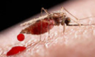 Thế vận hội ở Brazil có thể làm tăng tỷ lệ lây nhiễm virus Zika