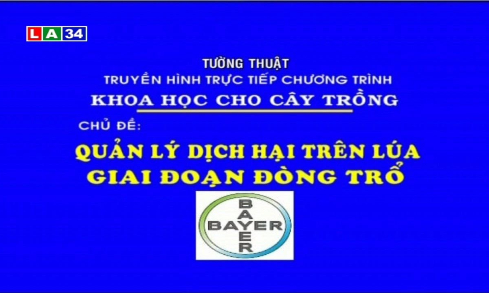 Quản lý dịch hại trên lúa giai đoạn đồng trổ