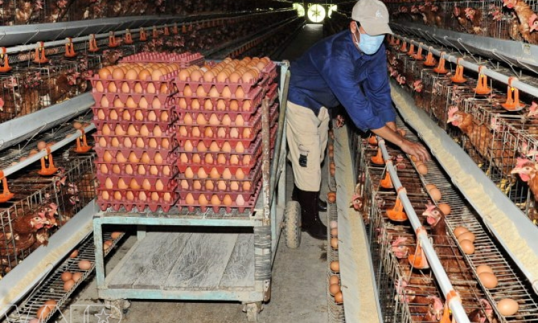 Long An: Các giải pháp tăng chuỗi giá trị hàng hóa bền vững trong chăn nuôi gà đẻ trứng