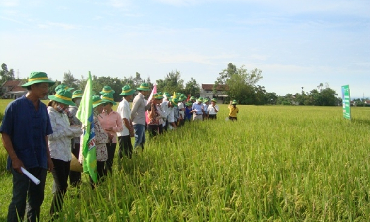 Nghiệm thu đề tài: Xây dựng mô hình sản xuất lúa ứng dụng tiến bộ KHKT