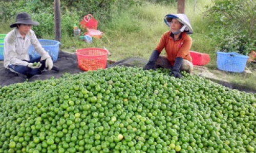 Đức Huệ: 1600 ha chanh giai đoạn cho trái