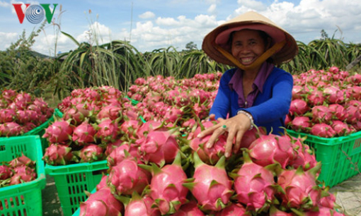 Thương nhân Trung Quốc mua thanh long trực tiếp &#8211; Lợi hay hại?