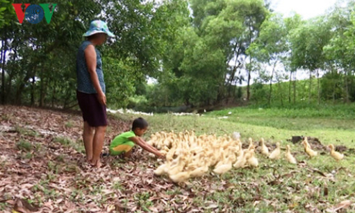 Chuyển đổi nghề cho ngư dân vùng biển miền Trung sau vụ cá chết