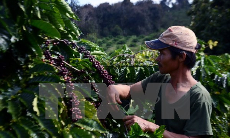 Lâm Đồng tiếp tục hỗ trợ 3,8 tỷ đồng cho nông dân tái canh càphê