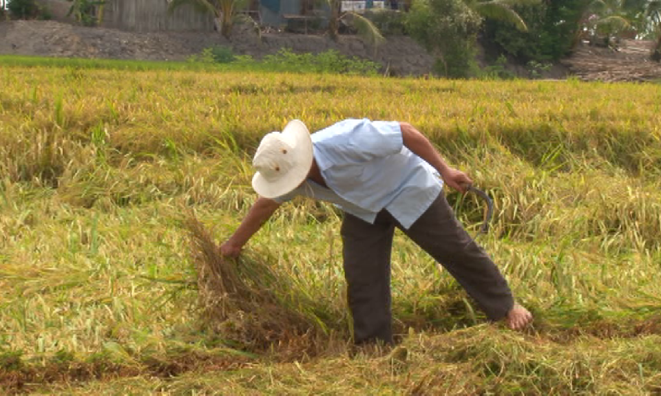 Mộc Hóa: Nông dân thất thu 7-8 triệu đồng/ha lúa do mưa bão