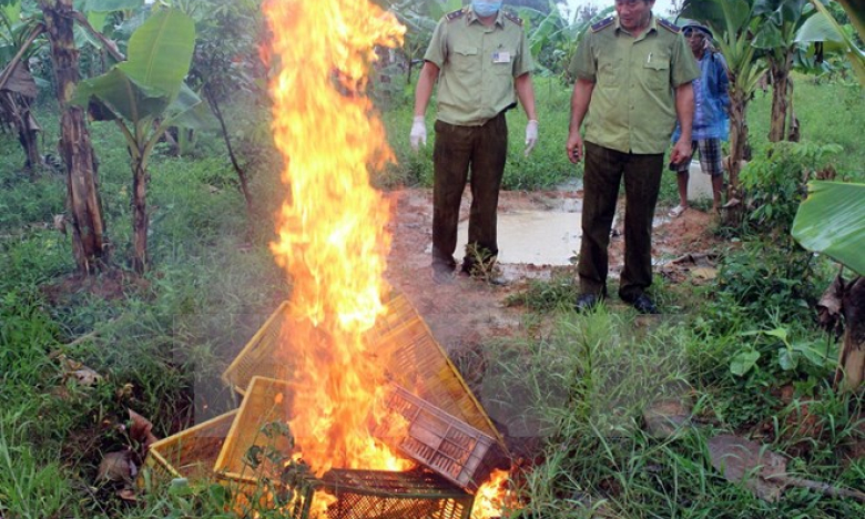 Quảng Ninh tiêu hủy 15.000 con gà giống không rõ nguồn gốc xuất xứ