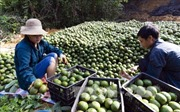 Trà Vinh sản xuất cam sành VietGAP