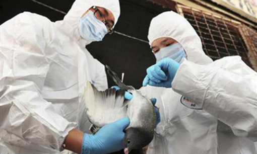 Kuwait bùng phát virus cúm H5N8