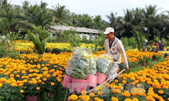 Giá hoa, cây cảnh cho Tết tăng từ 10 &#8211; 30%