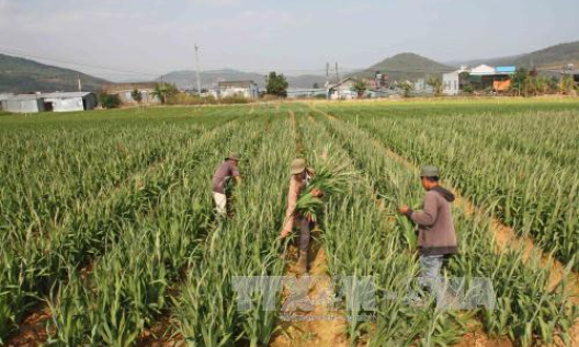 Lâm Đồng: Hoa lay-ơn Tết đang tăng giá ở mức cao