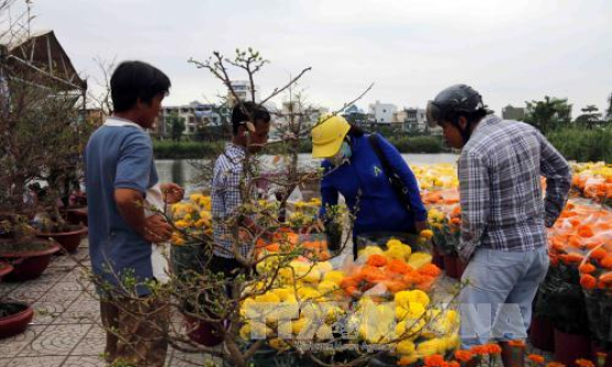 Cà Mau: Hoa, cây cảnh tăng giá 30-50%