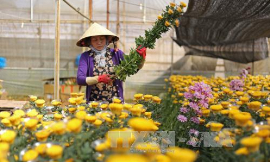 Đà Lạt cao điểm thu hoạch hoa Tết