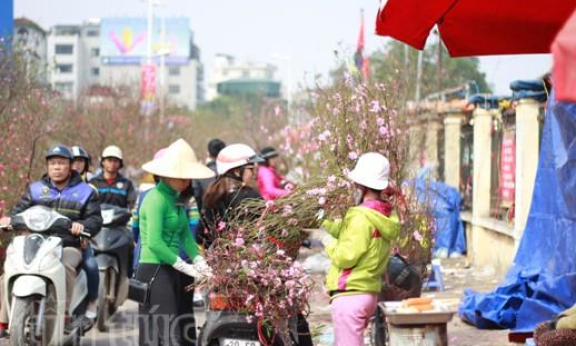 Cận Tết, giá đào Nhật Tân, quất Tứ Liên “phi mã”