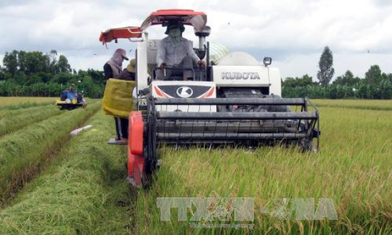 Tiền Giang mở rộng diện tích cánh đồng lớn