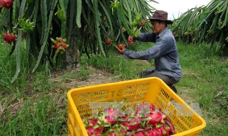 Tăng giá gấp đôi, thanh long ruột đỏ vẫn &#8220;cháy&#8221; hàng