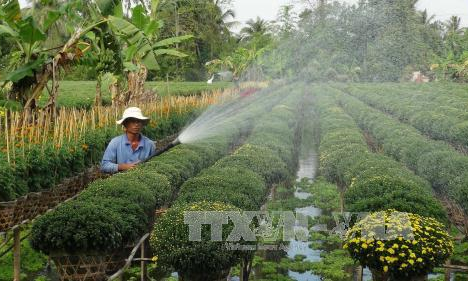 Hoa tết nở muộn vì thời tiết bất thường