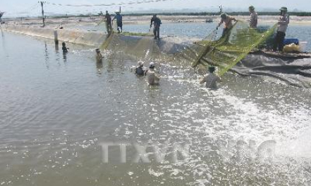 Hỗ trợ nông dân nuôi tôm càng xanh