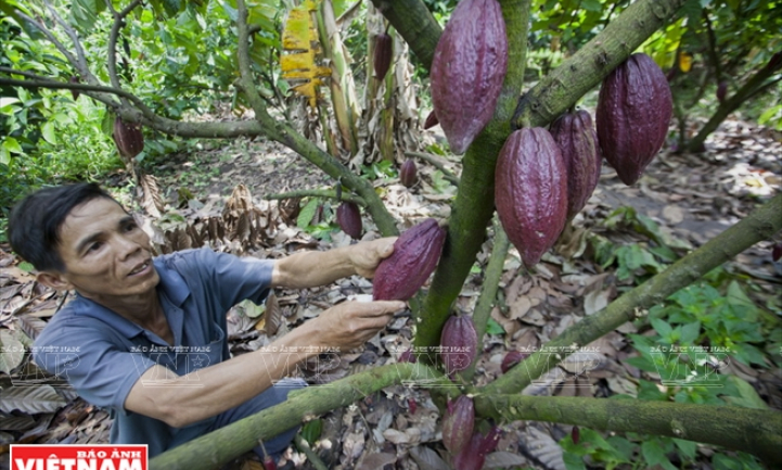 Xen canh cây cacao &#8211; mô hình kinh tế bền vững ở Trảng Bom.