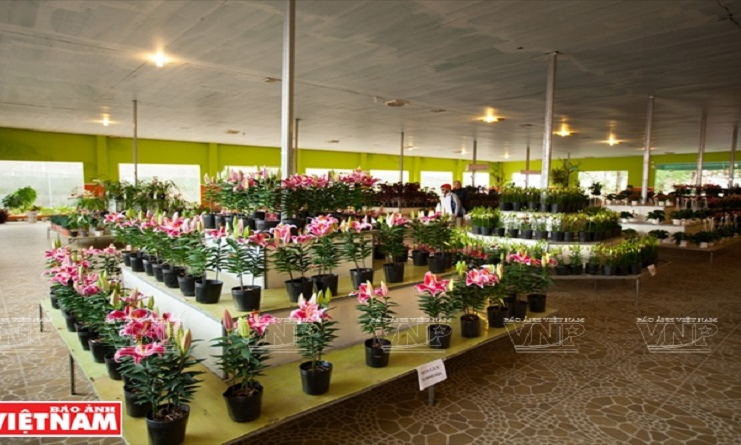 Rừng Hoa Đà Lạt &#8211; &#8220;ngân hàng&#8221; xuất khẩu giống hoa ra thế giới.