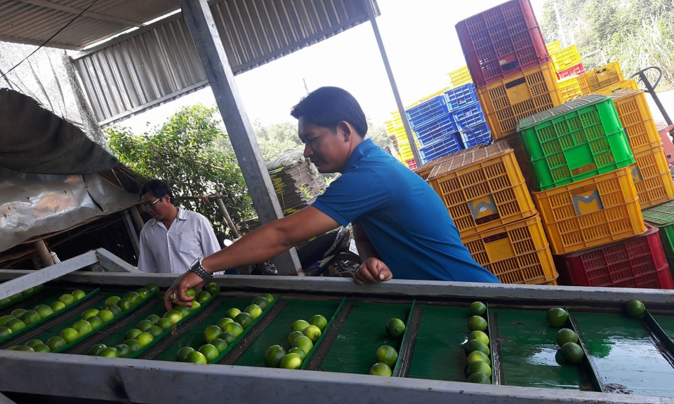 Anh Phạm Hoàng Minh – nông dân giỏi cải tiến thành công máy rửa chanh