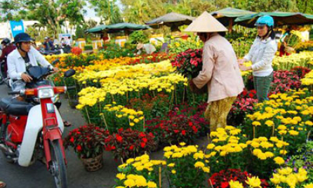 Hoa xuân đón tết