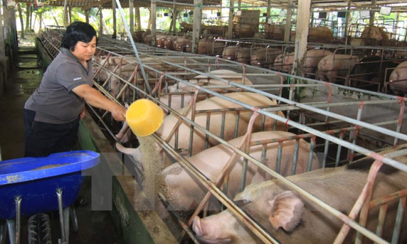 Giá lợn hơi tăng nhẹ, người chăn nuôi vẫn lỗ