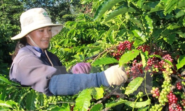 Brazil có thể sẽ nhập khẩu càphê Robusta từ Việt Nam