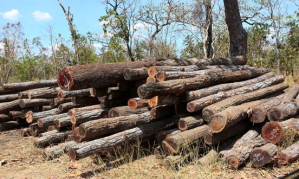 Thu giữ hàng trăm mét khối gỗ trên địa bàn huyện Ea Súp, Đắk Lắk