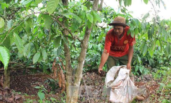 Các nông hộ chăm sóc cà phê đầu năm