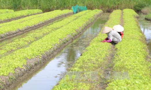 Tiền Giang chủ động giảm thiệt hại do hạn mặn