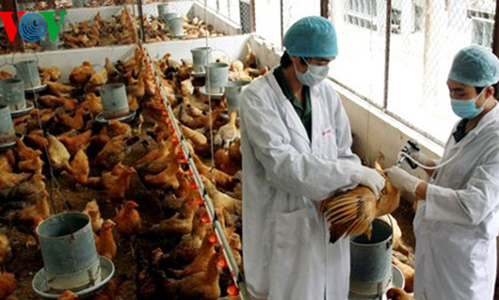 ĐBSCL tập trung phòng chống dịch cúm gia cầm H5N1