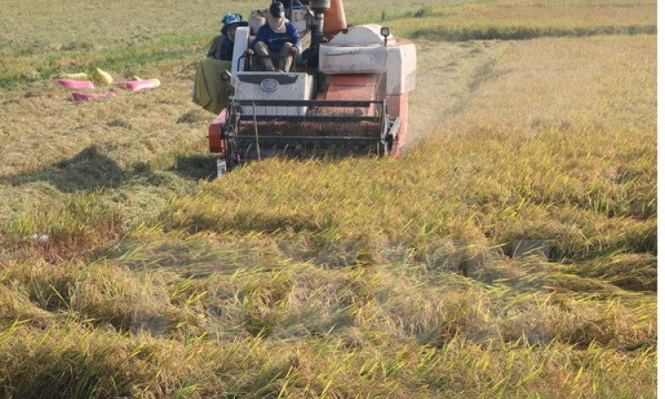 Giá lúa ở Đồng bằng sông Cửu Long tăng khá cao so với trước Tết