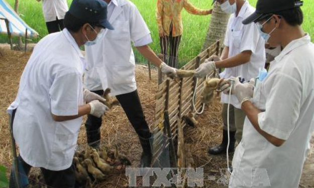 An Giang phòng chống dịch cúm gia cầm H5N1