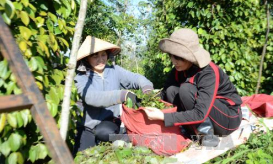 Tăng tiền công 30%, nhà vườn Bình Phước vẫn khốn đốn vì thiếu lao động thu hoạch hồ tiêu