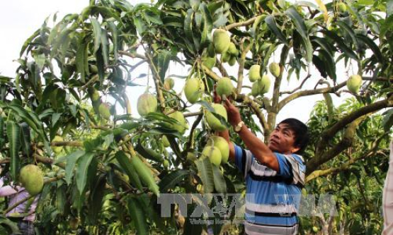 Trồng xoài tứ quý mang lại thu nhập cao