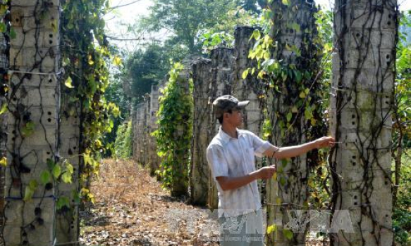 Nông dân điêu đứng vì cây tiêu chết hàng loạt