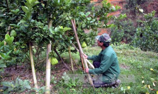 Cây xóa đói, giảm nghèo ở huyện miền núi Tuyên Quang