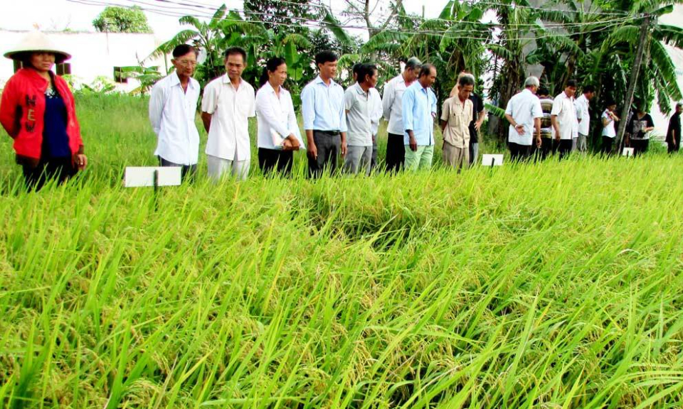 Tân Trụ Trình diễn mô hình canh tác lúa hiệu quả, bền vững, giảm phát thải khí nhà kính