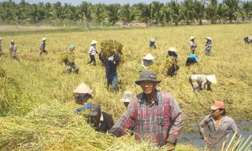 Tân Trụ: Thu hoạch lúa đông xuân, năng suất không cao