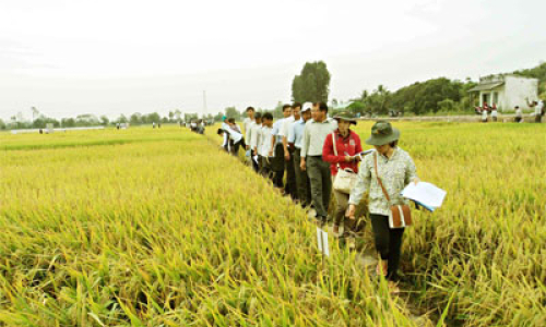 Tân Thạnh: Chú trọng sản xuất lúa chất lượng cao