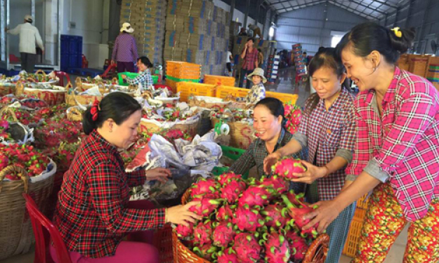 Giá thanh long ruột đỏ tăng mạnh