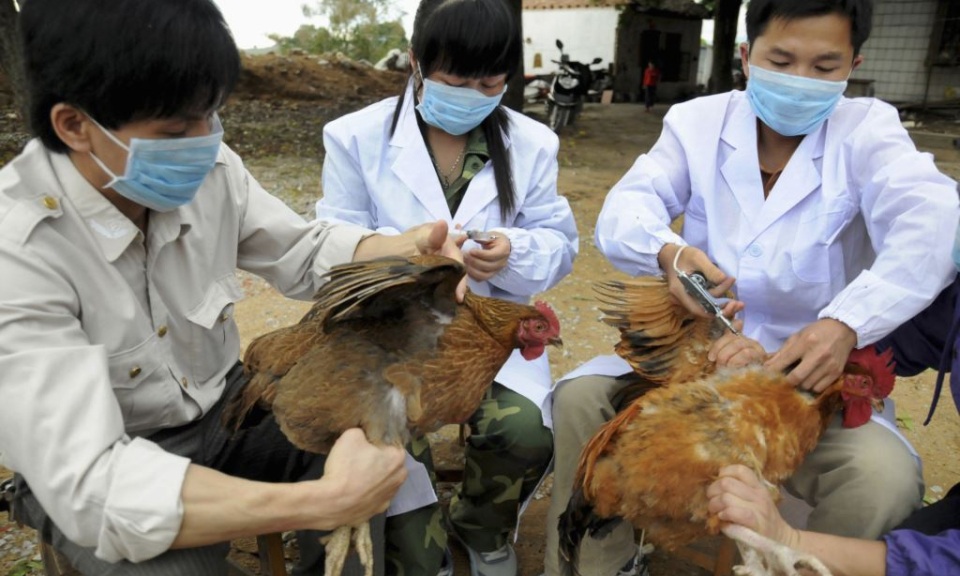 Tân Hưng tiêm phòng vacxin cúm gia cầm H5N1 trên đàn gia cầm