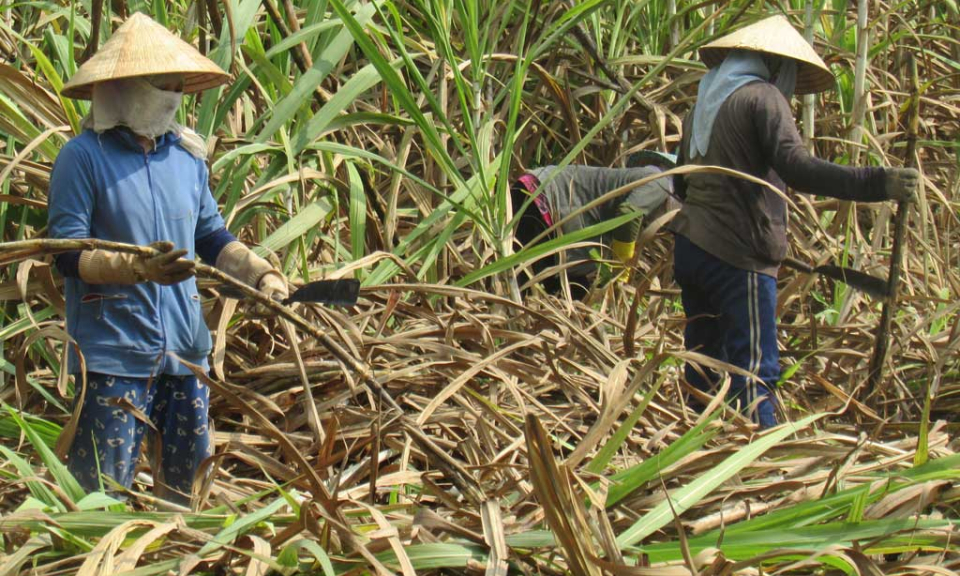 Nông dân trồng mía huyện Bến Lức đạt lợi nhuận khoảng 15-30 triệu đồng/ha