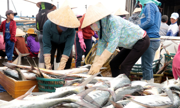 Một ngư dân Quảng Trị trúng mẻ cá bè vàng trị giá 5 tỷ đồng