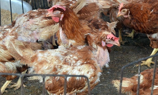 Cúm gia cầm H5N1 bùng phát ở Nam Định, 70 người bị giám sát chặt chẽ