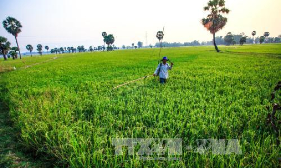 Sản xuất lớn, chế biến sâu, tiếp thị tốt để thúc đẩy ngành lúa gạo